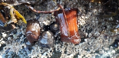 Actinia equina