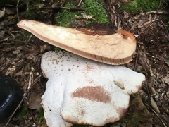 Buglossoporus quercinus