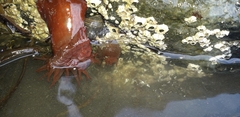 Actinia equina