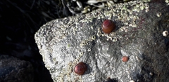 Actinia equina