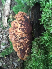 Buglossoporus quercinus