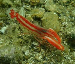 Alpheus astrinx