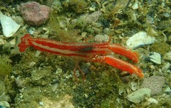 Alpheus astrinx