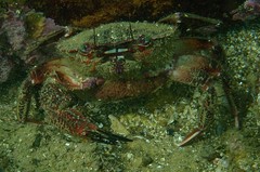 Nectocarcinus integrifrons