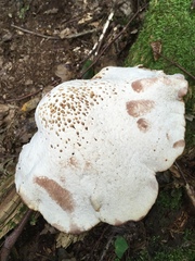 Buglossoporus quercinus