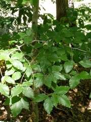 Fagus grandifolia