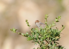 Leptasthenura pileata