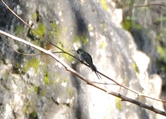 Taphrolesbia griseiventris