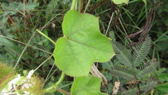 Passiflora foetida