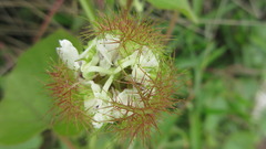 Passiflora foetida