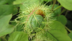 Passiflora foetida