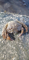 Carcinus maenas