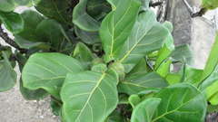 Ficus lyrata