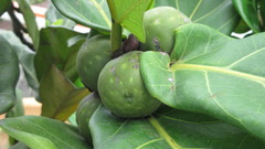 Ficus lyrata