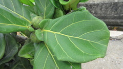 Ficus lyrata