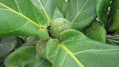 Ficus lyrata