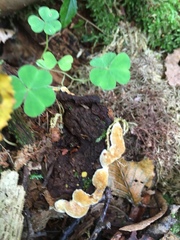 Phellopilus nigrolimitatus