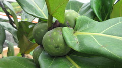 Ficus lyrata