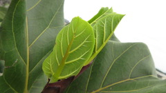 Ficus lyrata