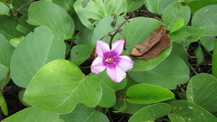 Ipomoea pes-caprae