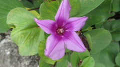 Ipomoea pes-caprae