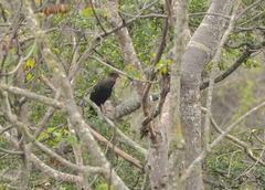 Penelope albipennis