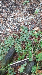 Dianthus subacaulis