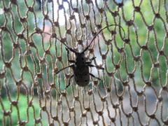 Mesosa curculionoides