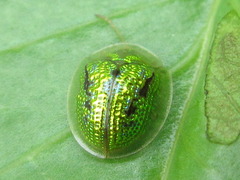 Cassida circumdata