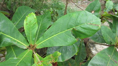 Terminalia catappa
