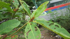 Terminalia catappa