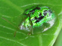 Cassida circumdata