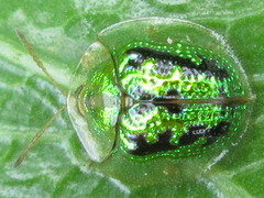 Cassida circumdata