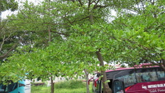 Terminalia molinetii