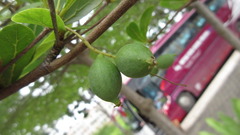 Terminalia molinetii