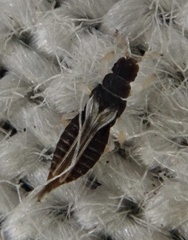 Panchaetothripidae