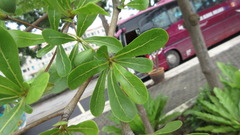 Terminalia molinetii