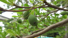 Terminalia molinetii