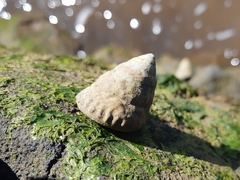Bembicium