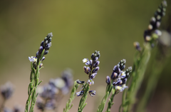 Polygala gnidioides