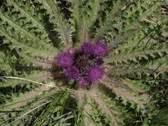Cirsium scariosum congdonii