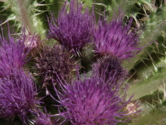 Cirsium scariosum congdonii