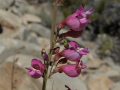 Penstemon floridus floridus