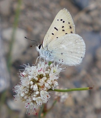 Tharsalea rubidus