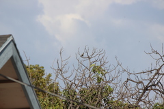 Haemorhous mexicanus