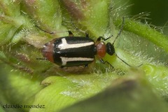 Lebia securigera