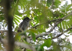 Thamnophilus punctatus leucogaster