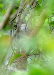 Synallaxis chinchipensis