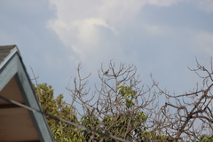 Haemorhous mexicanus