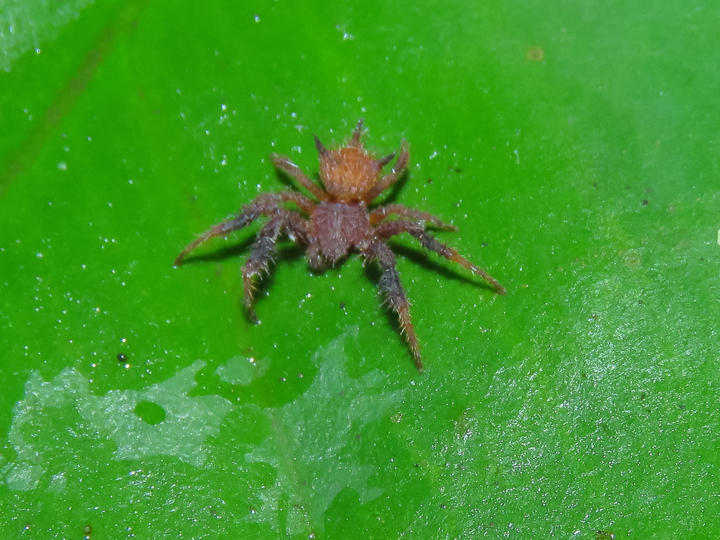 Epicadinus villosus
